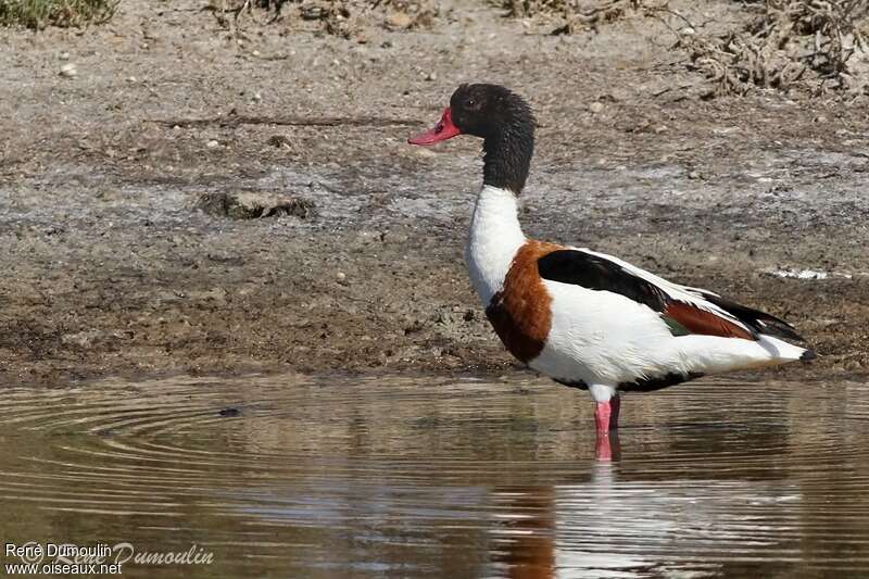 Tadorne de Belon mâle, identification