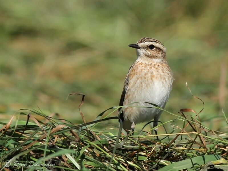 Tarier des prés, identification