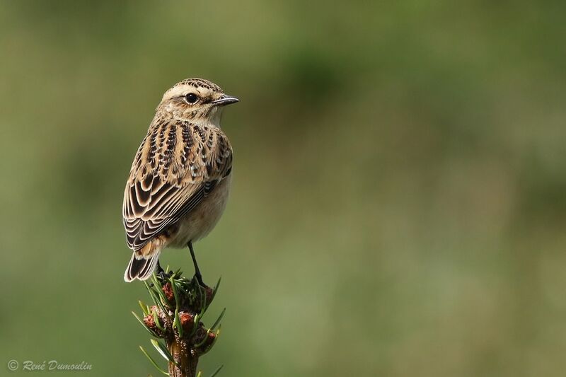 Tarier des prés1ère année, identification