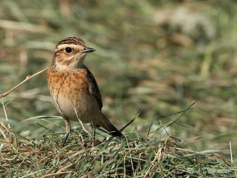 Tarier des présjuvénile, identification