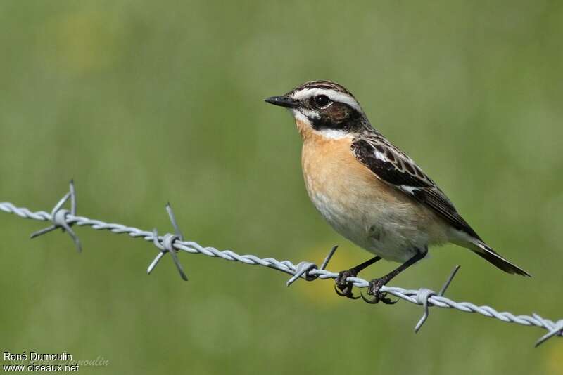 Whinchat male adult breeding, identification