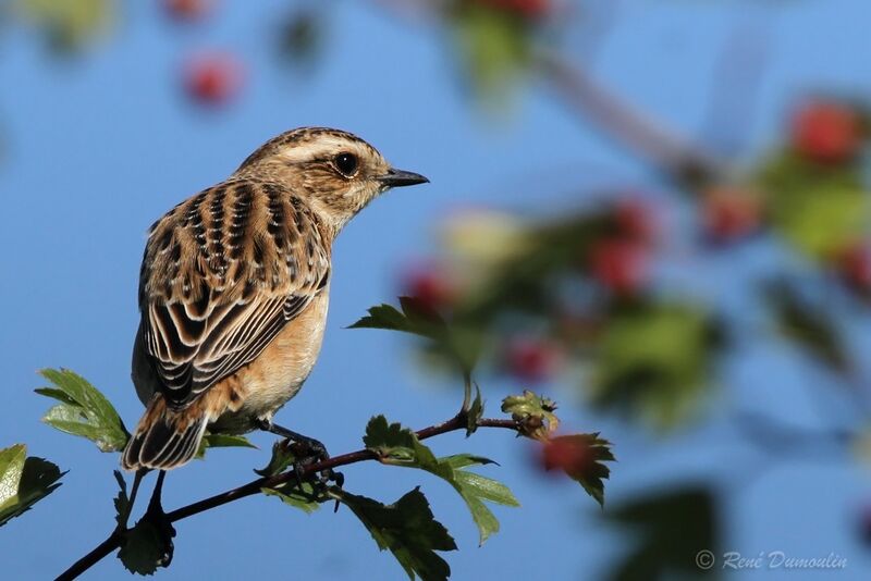 Tarier des prés1ère année, identification