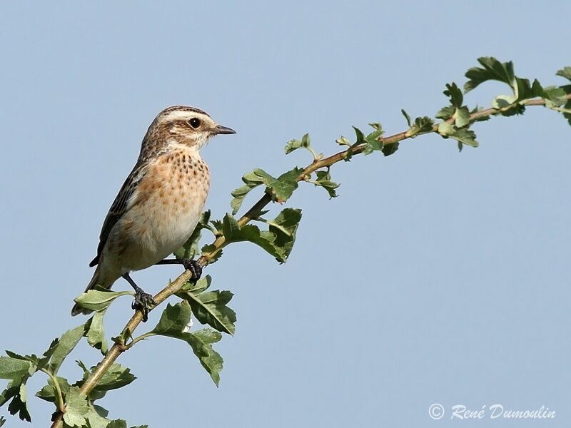 Whinchatjuvenile, identification