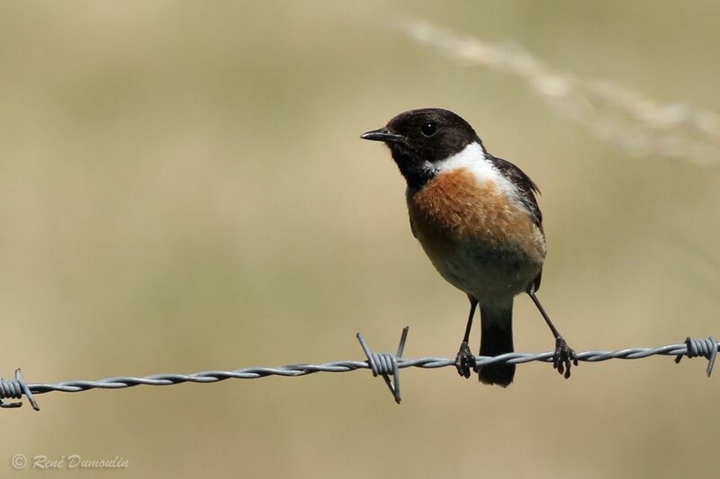 European Stonechat male adult breeding, identification