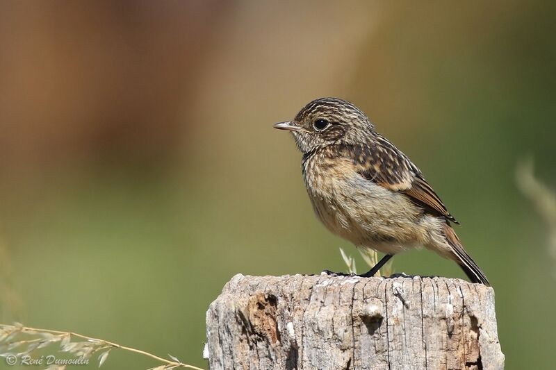 European Stonechatjuvenile, identification