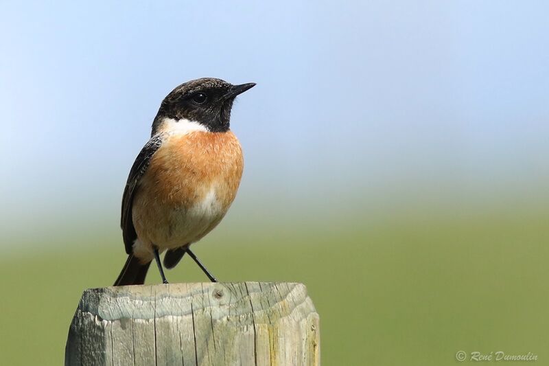 European Stonechat male adult breeding, identification