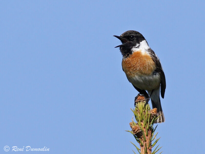 European Stonechat male adult breeding, identification, song