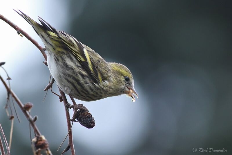 Eurasian Siskin female adult, identification, feeding habits