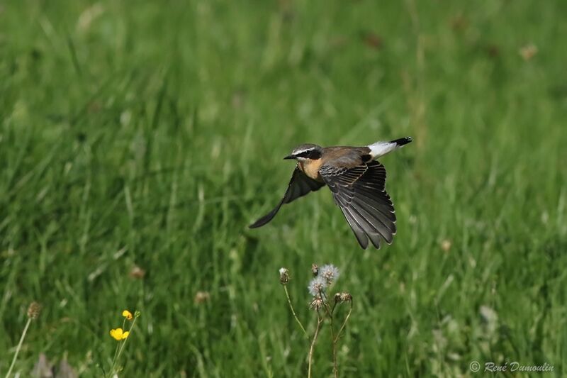 Northern Wheatearadult transition, Flight