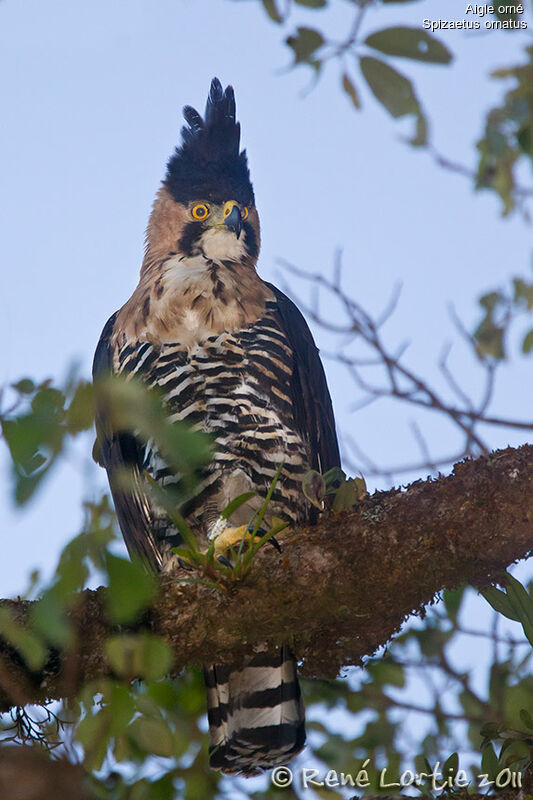 Ornate Hawk-Eagleadult, identification