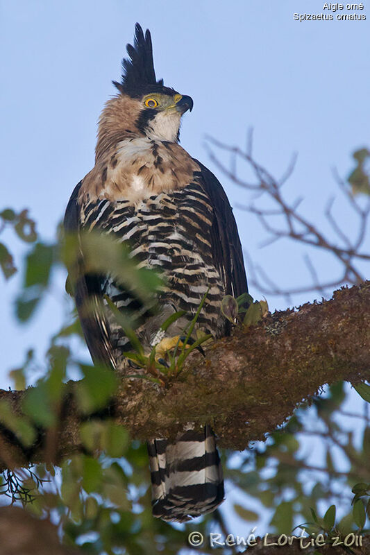 Ornate Hawk-Eagleadult, identification