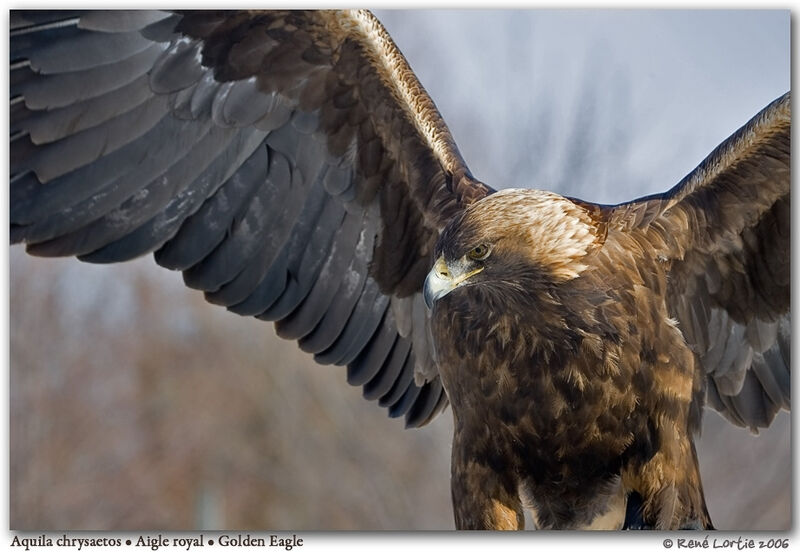 Golden Eagle