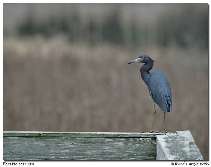 Aigrette bleue