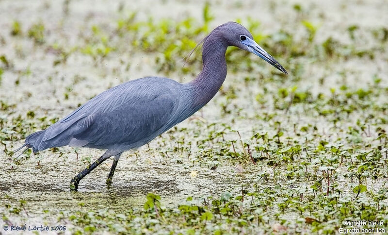 Little Blue Heronadult breeding