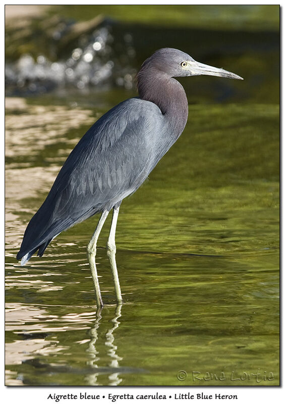 Little Blue Heron