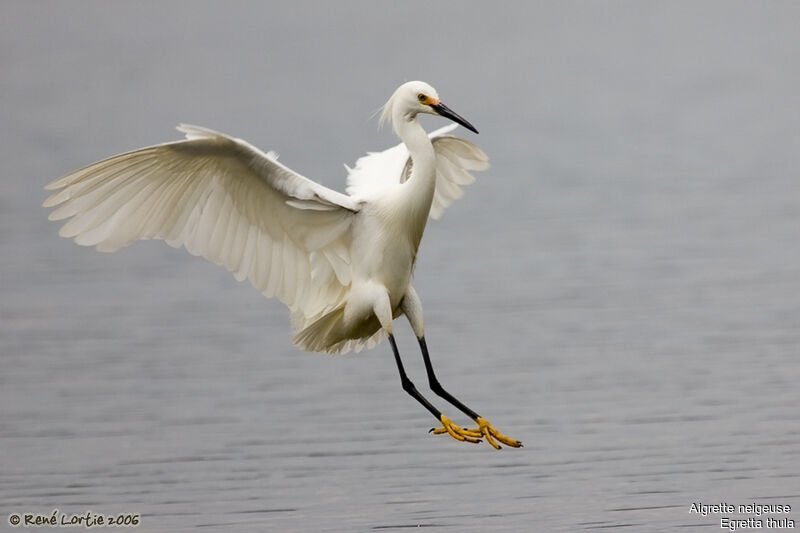 Snowy Egretadult breeding