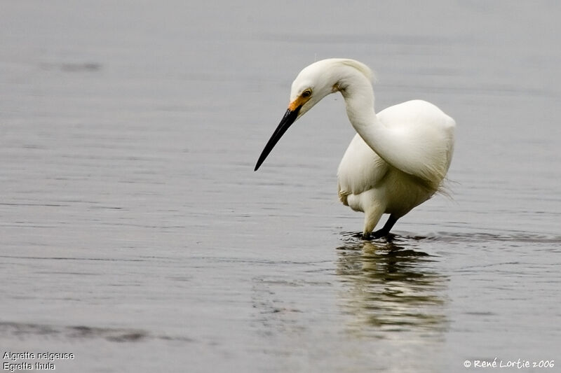 Snowy Egretadult breeding