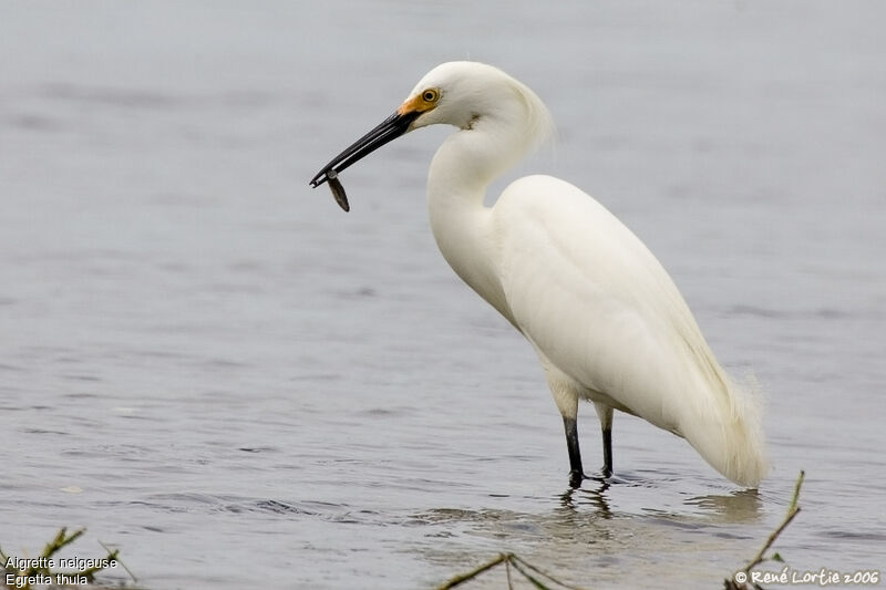 Snowy Egret