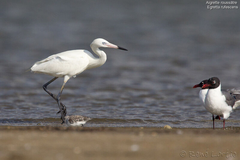 Aigrette roussâtreadulte nuptial, identification