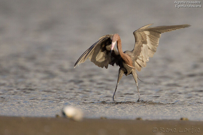 Reddish Egretadult breeding, identification, Behaviour