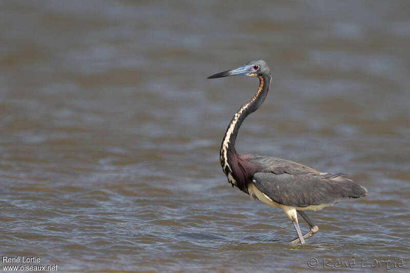 Tricolored Heronadult, identification