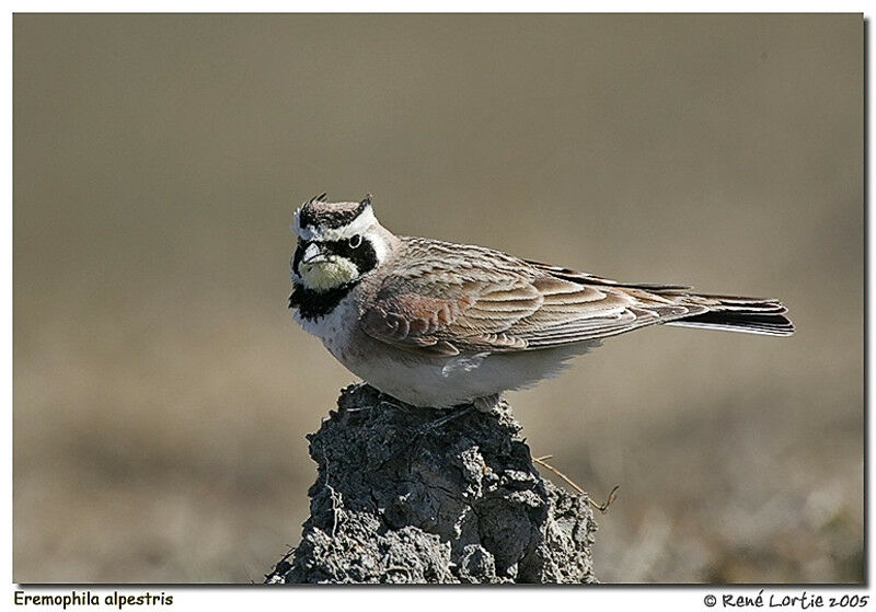 Horned Lark