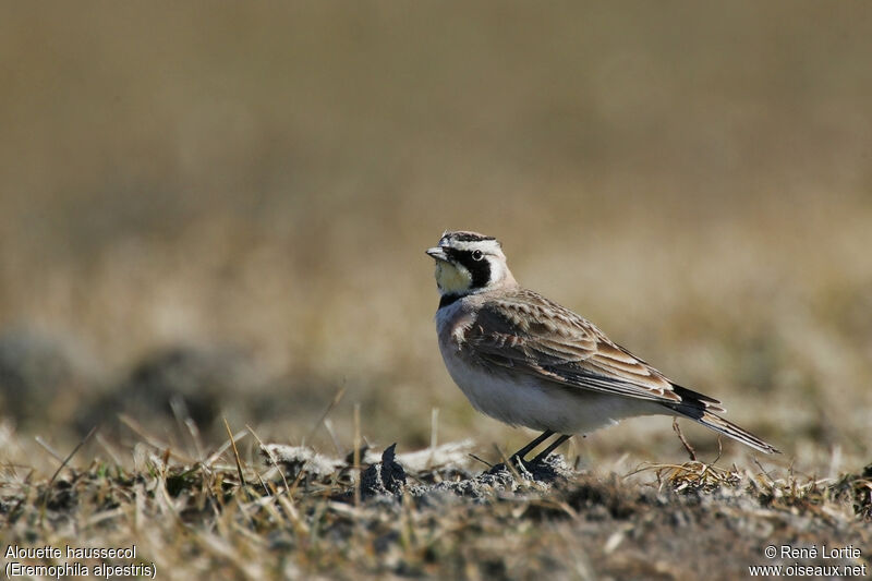 Horned Lark