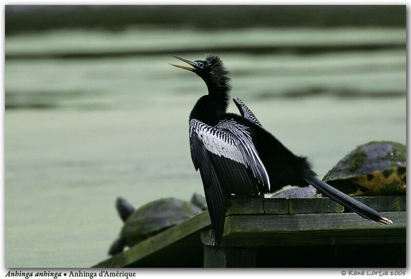 Anhinga d'Amérique