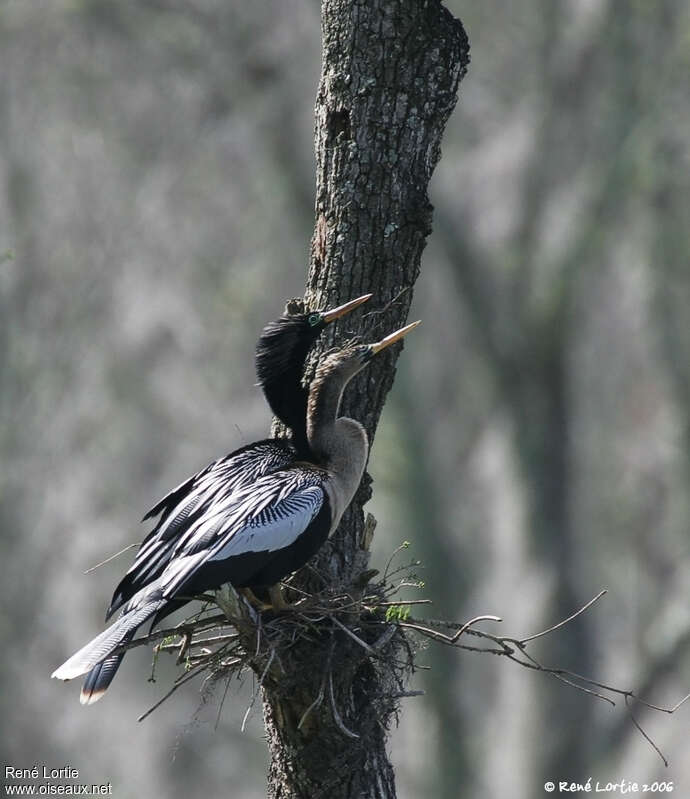 Anhingaadult, pigmentation