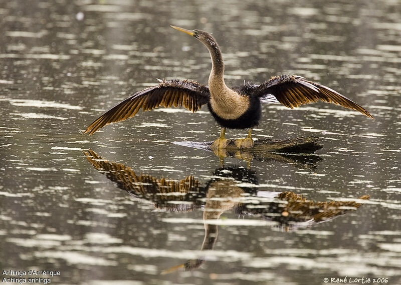 Anhinga female adult breeding