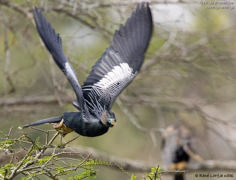 Anhinga male adult breeding