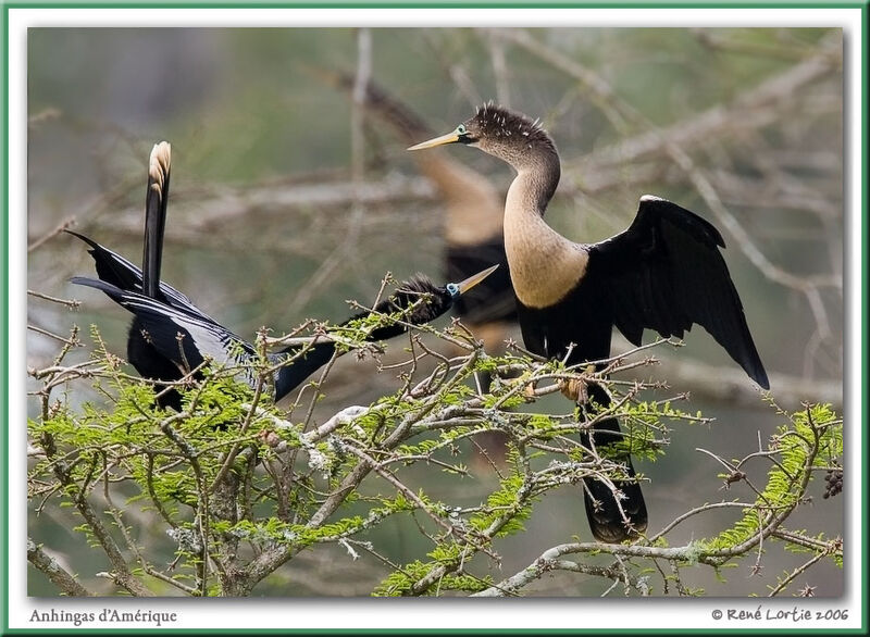 Anhinga adult breeding