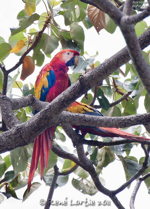 Scarlet Macawadult breeding, identification