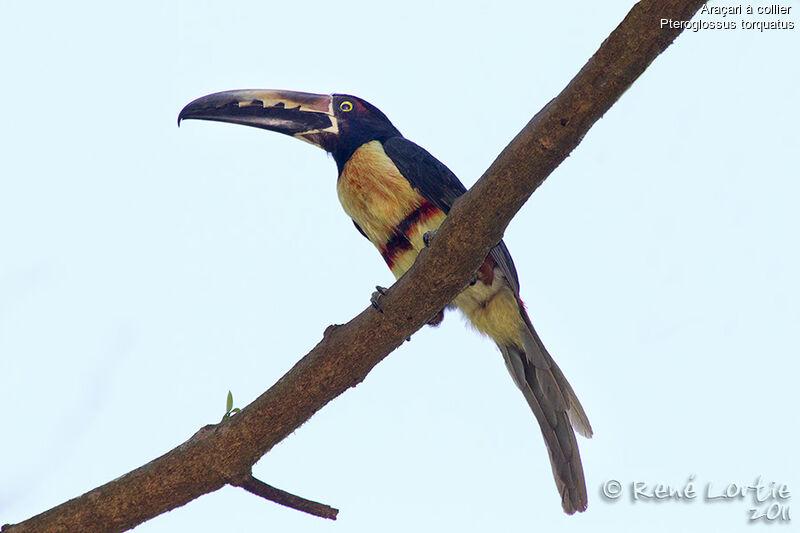 Collared Aracariadult, identification