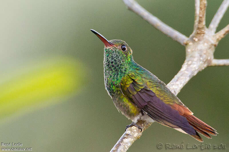 Rufous-tailed Hummingbirdadult, pigmentation