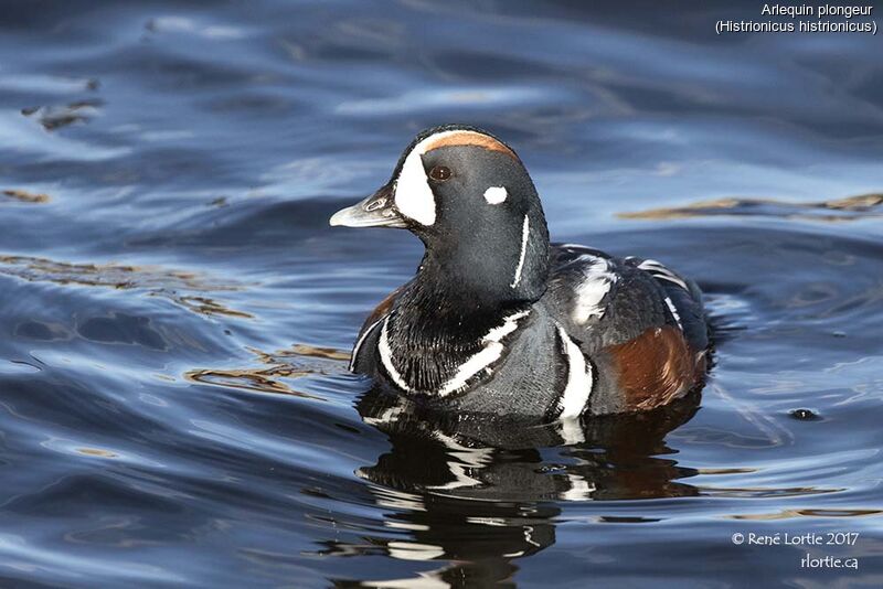 Arlequin plongeur