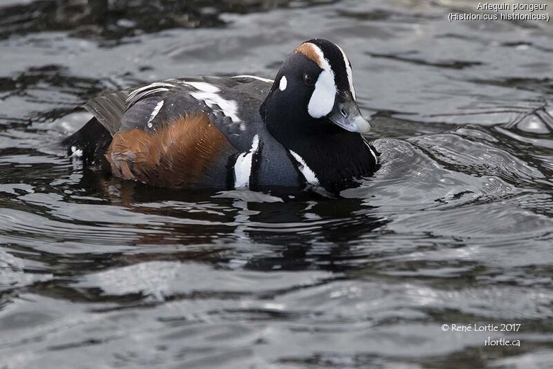 Harlequin Duck