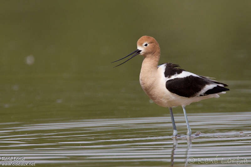 American Avocet female adult breeding, identification