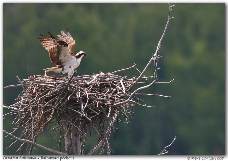 Osprey