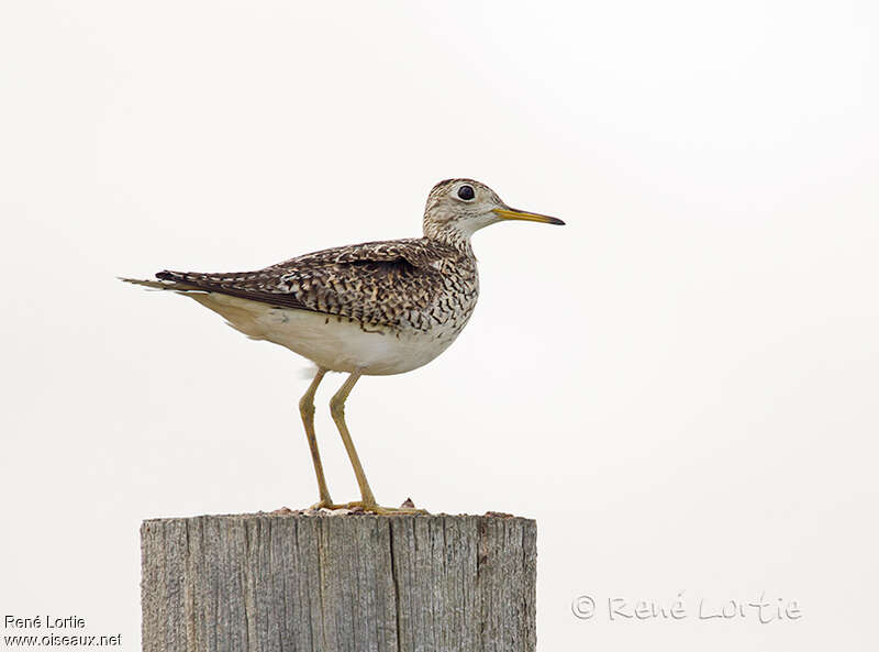 Upland Sandpiperadult, habitat, pigmentation, Behaviour