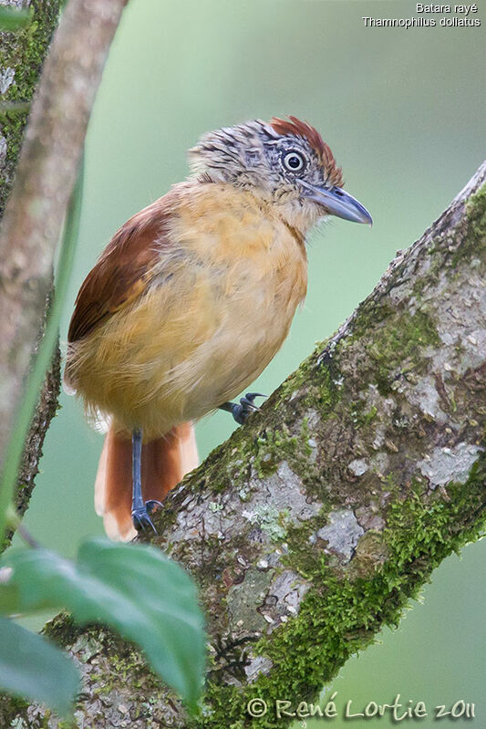 Barred Antshrike female adult, identification