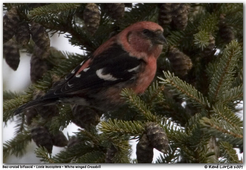 Two-barred Crossbill male adult post breeding