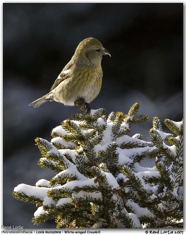 Two-barred Crossbill female adult post breeding