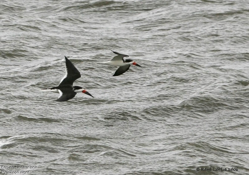 Black Skimmer