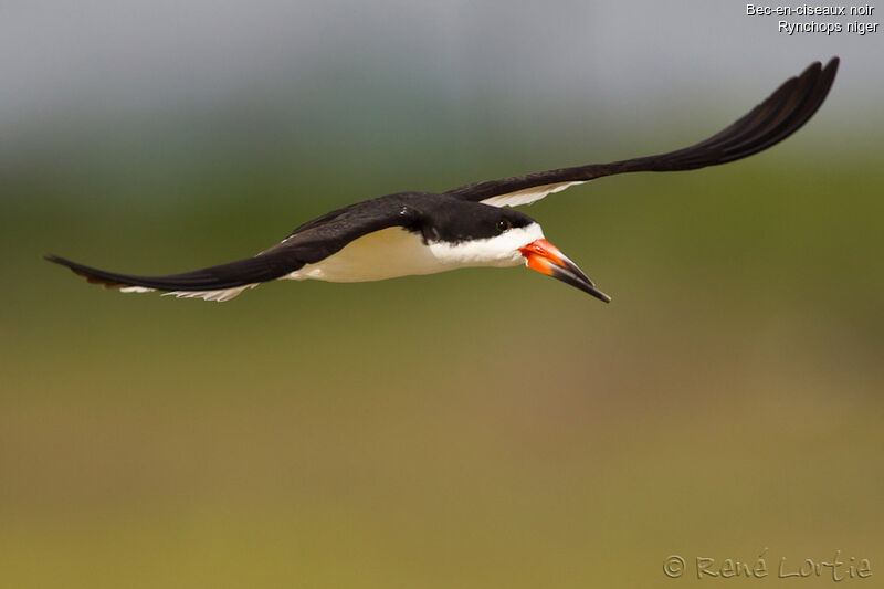 Black Skimmeradult breeding, Flight