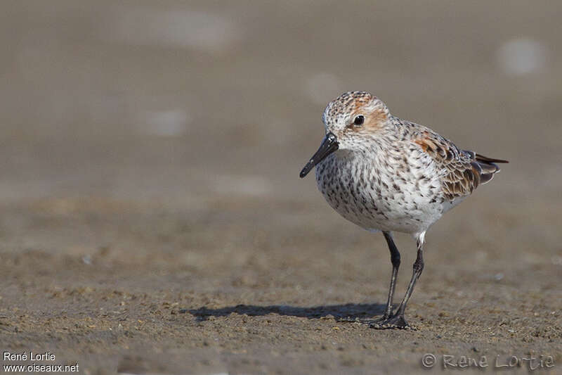 Western Sandpiperadult, close-up portrait