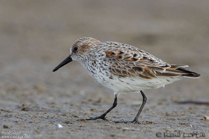 Western Sandpiperadult, identification