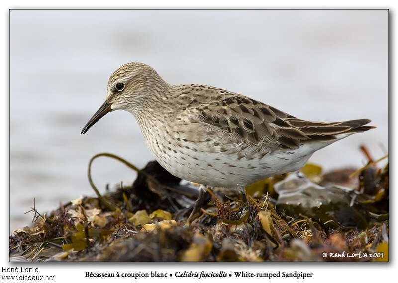 Bécasseau de Bonaparteadulte, identification