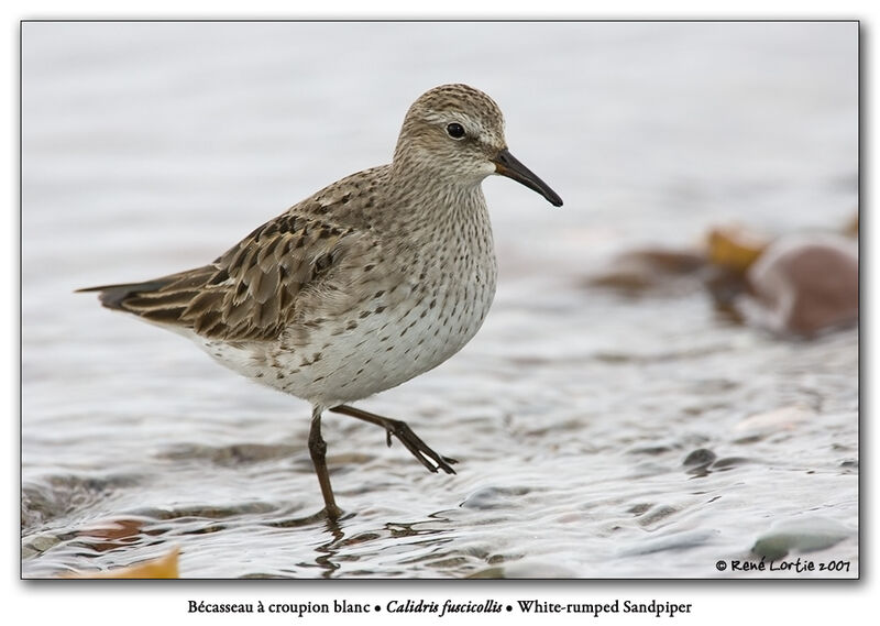 White-rumped Sandpiper