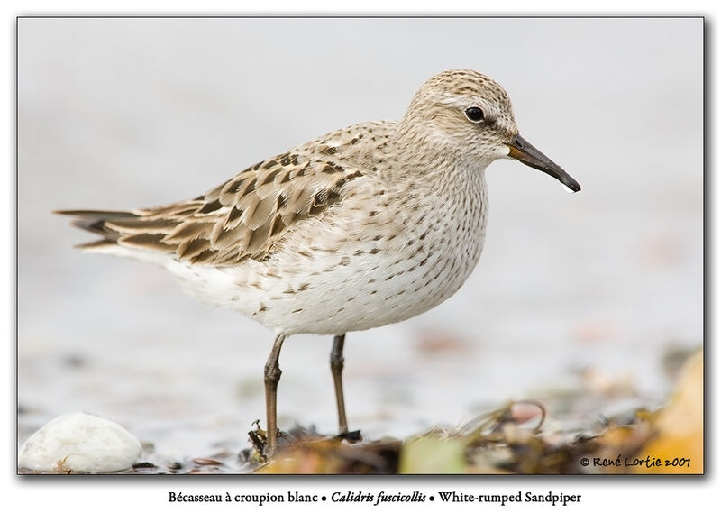 White-rumped Sandpiper